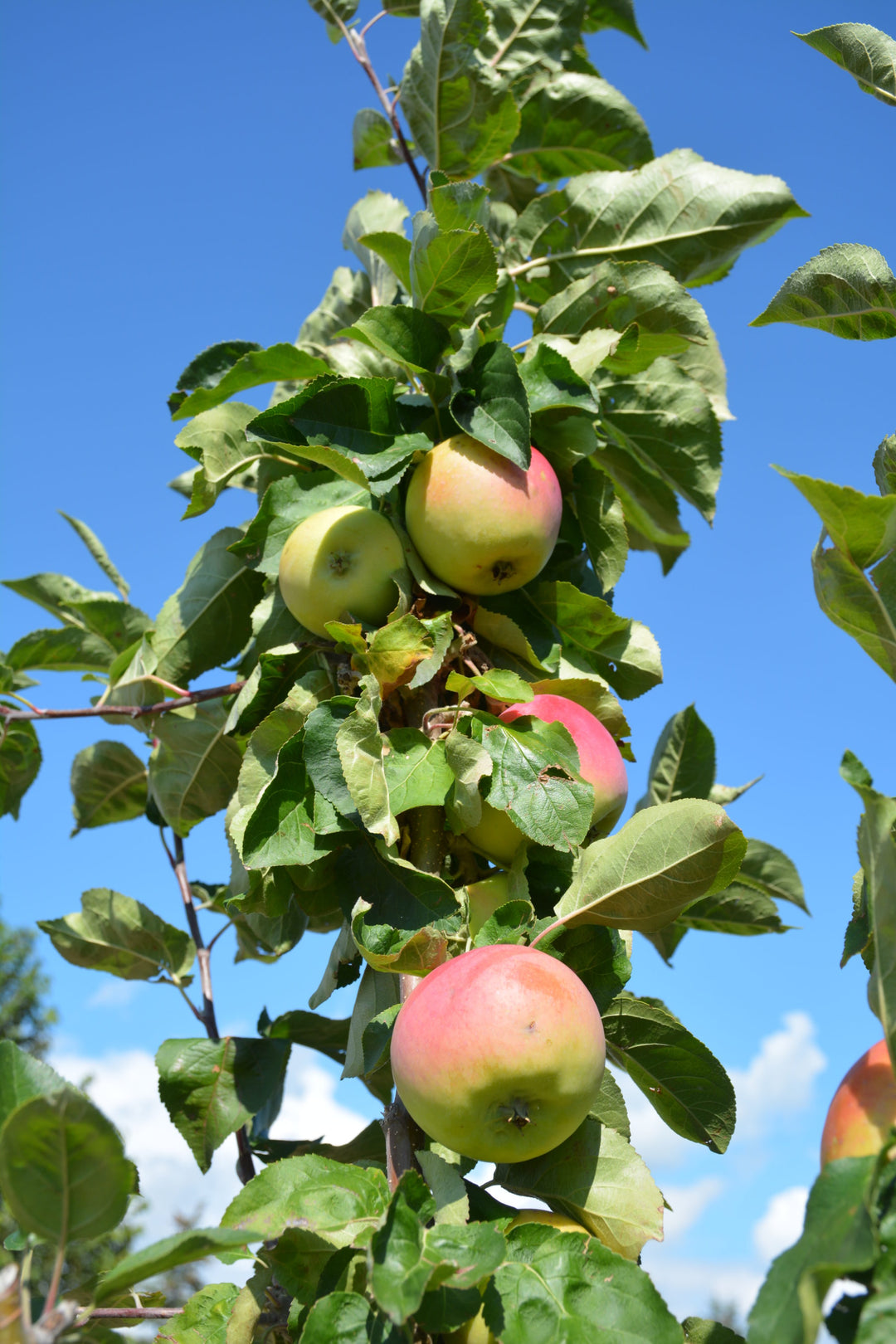 Goodland Apple Tree 10 Gallon