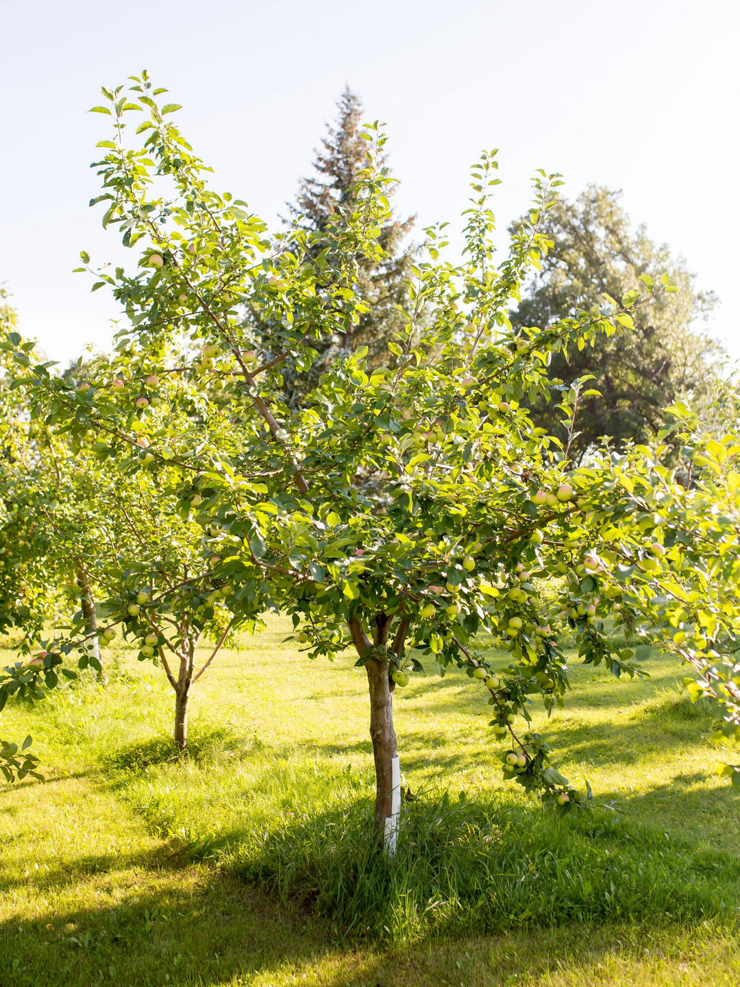 Goodland Apple Tree 10 Gallon