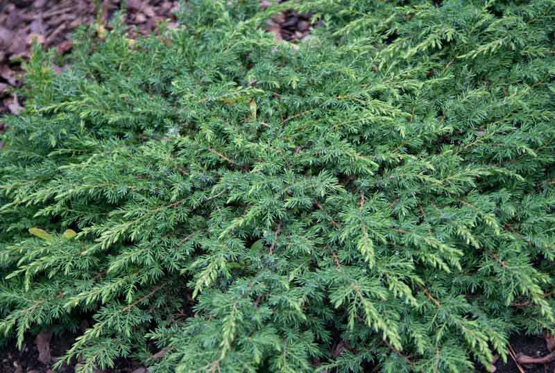 Green Carpet Juniper