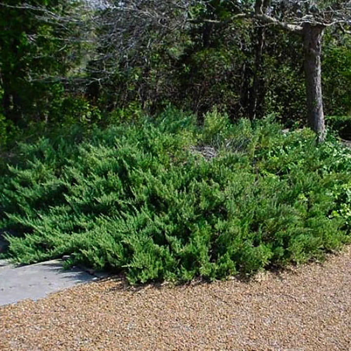 Prince Of Wales Juniper
