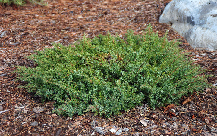 Green Carpet Juniper